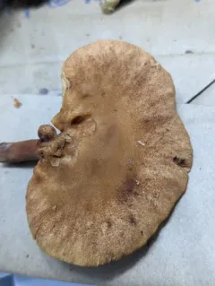 Lactarius rimosellus thumbnail 2
