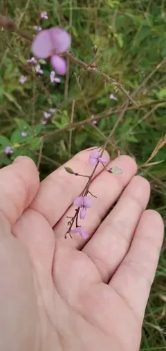 Stiff Ticktrefoil thumbnail 2