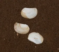 Common Pandora Clam thumbnail 2