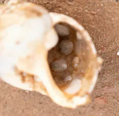 Eastern White Slippersnail thumbnail 2