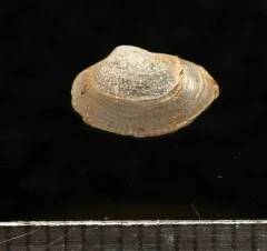 Glassy Lyonsia thumbnail 3