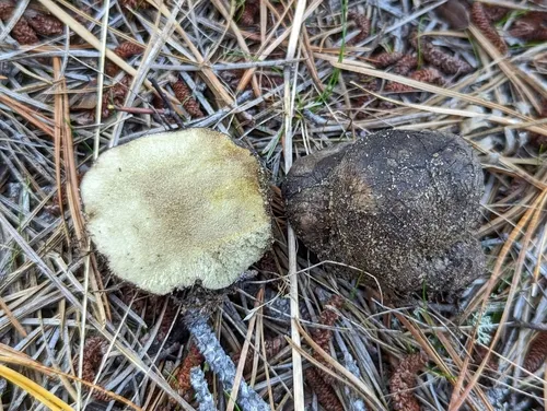 Rhizopogon nigrescens