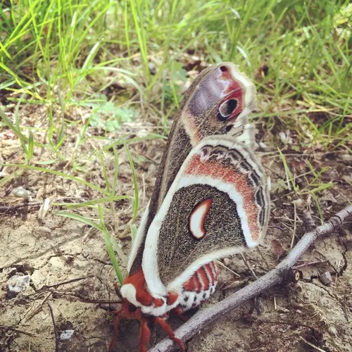 Cecropia Moth