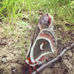 Cecropia Moth thumbnail 1