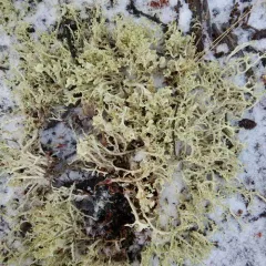 Curled snow lichen thumbnail 2