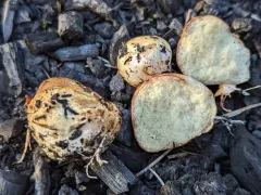 Rhizopogon rubescens thumbnail 2