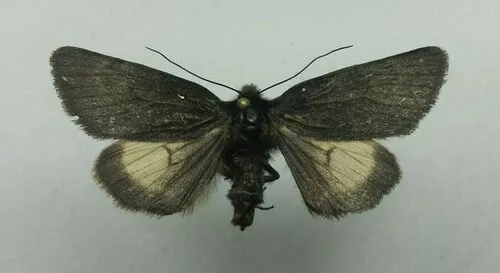 Lasionycta carolynae
