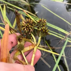 Floating Bur-reed thumbnail 1