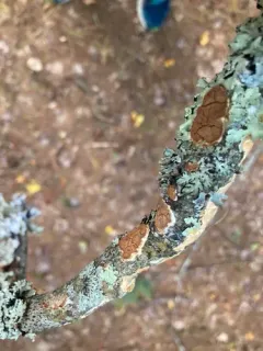 Scytinostroma artocreas thumbnail 3