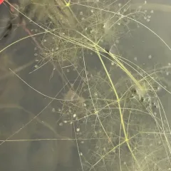 Purple Bladderwort thumbnail 4