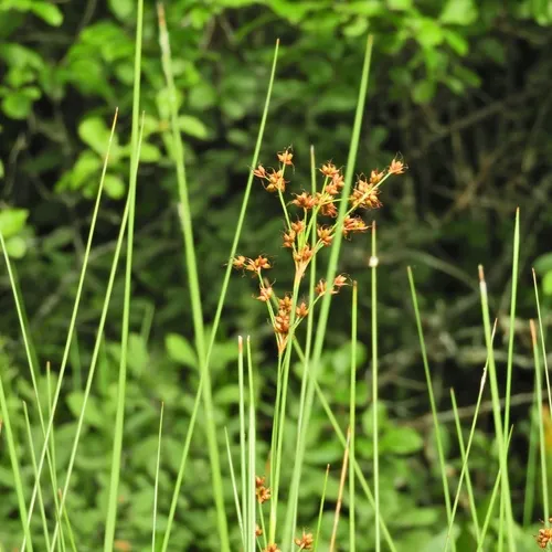 smooth saw-grass
