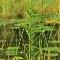 Three-way Sedge thumbnail 3