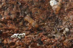 Ghost Anemone thumbnail 1