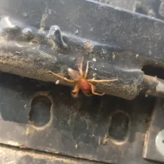 Woodlouse Spider thumbnail 2