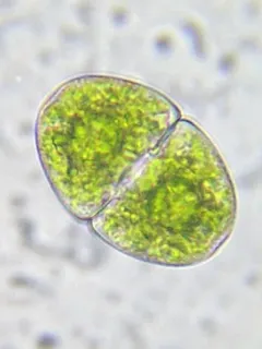 Cosmarium pyramidatum thumbnail 2