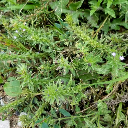 Bigbract Verbena