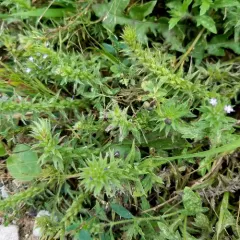 Bigbract Verbena thumbnail 1