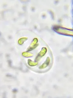 Nephrocytium lunatum thumbnail 2