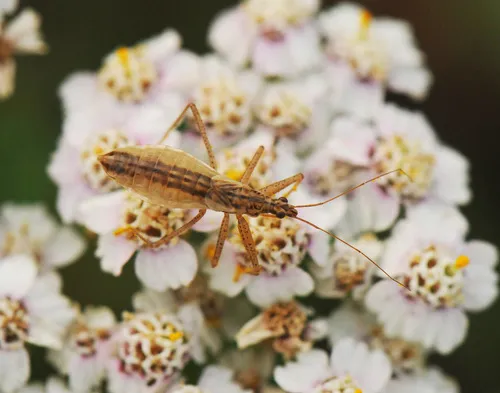 Marsh Damsel Bug