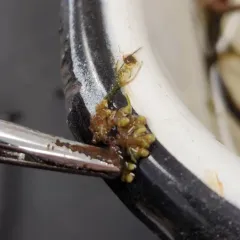 Mexican mosquito fern thumbnail 4