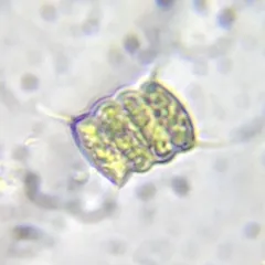 Desmodesmus communis thumbnail 3