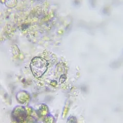 Parvodinium inconspicuum thumbnail 1