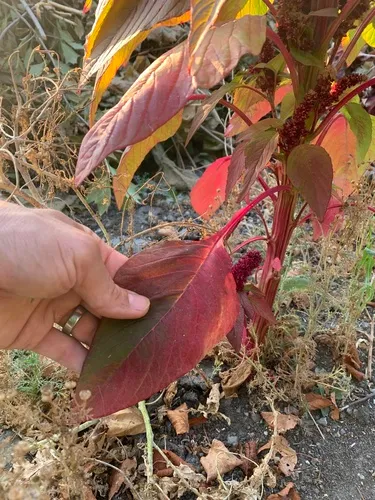 Love-lies-bleeding