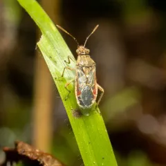 Hyaline Grass Bug thumbnail 2