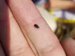 Rhinusa pilosa thumbnail 1