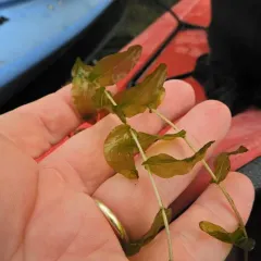 Perfoliate Pondweed thumbnail 4