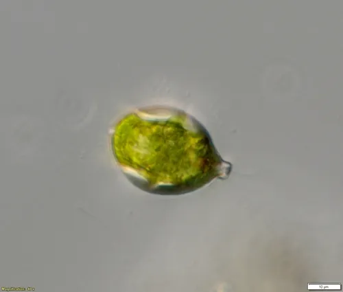 Lepocinclis fusiformis