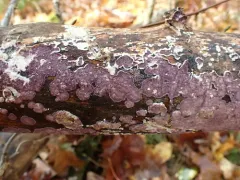 Corticium roseocarneum thumbnail 2