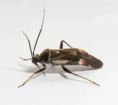 Polymerus unifasciatus thumbnail 3