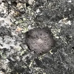 Common Toadskin Lichen thumbnail 5