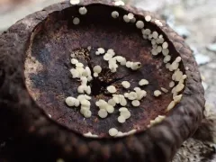 Hymenoscyphus imberbis thumbnail 2