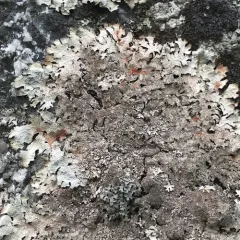 Salted Shield Lichen thumbnail 2