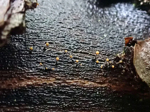 Stilbocrea gracilipes