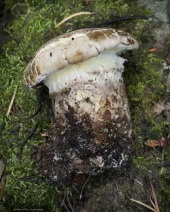 imperial mushroom thumbnail 3