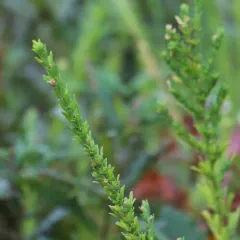 Chinese bushclover thumbnail 1