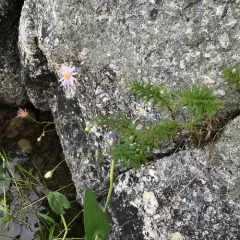 bog aster thumbnail 3