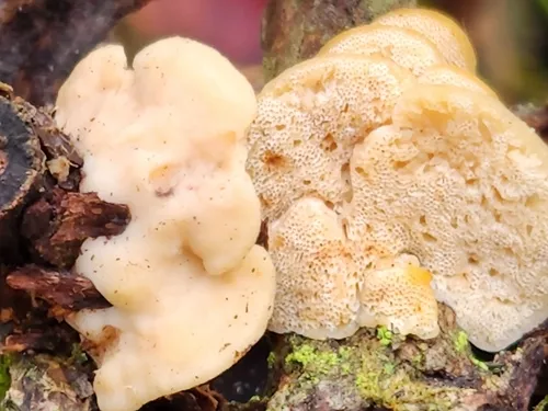 Antrodiella onychoides