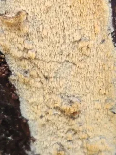 Mycoacia aurea thumbnail 2