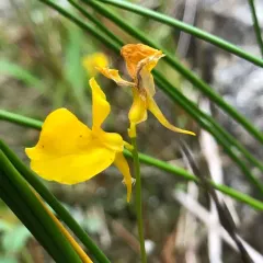 Horned Bladderwort thumbnail 2