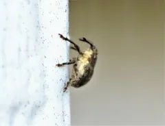 Punctate Minute Seed Weevil thumbnail 3