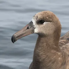 Black-footed Albatross thumbnail 4