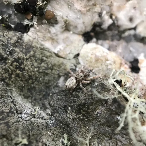 Pelegrina flaviceps
