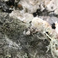 Pelegrina flaviceps thumbnail 1