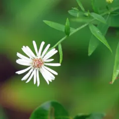 Ontario Aster thumbnail 2