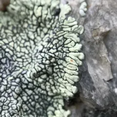 Golden Moonglow Lichen thumbnail 5