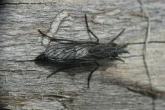 Tabuda planiceps thumbnail 4